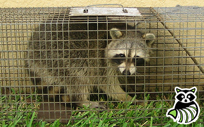 Moore County trapping
